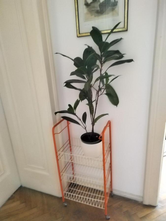 הוסטל בלגרד Monica'S House מראה חיצוני תמונה